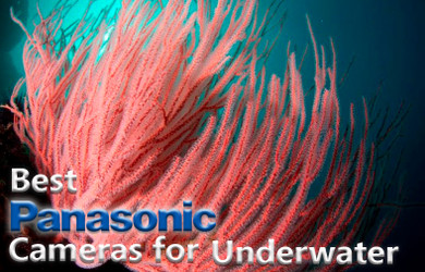 Best Panasonic Cameras for Underwater (2019)