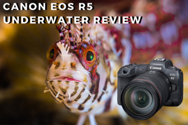 Canon EOS R5 Underwater Review