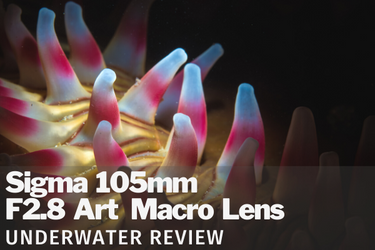 Sigma 105mm f/2.8 DG DN Art Macro Lens Review