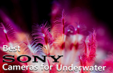 Best Sony Cameras for Underwater (2019)