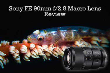 Sony 90mm Macro Lens Underwater Review
