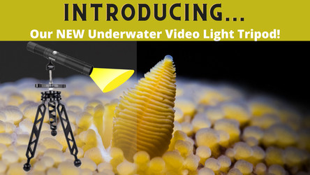 Introducing Our New Underwater Video Light Tripod