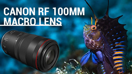 Canon RF 100mm f/2.8 Macro Lens Review