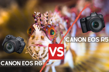 Canon EOS R5 vs Canon EOS R6 for Underwater Photography