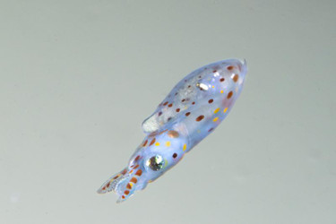 Hatching Market Squid: The Art of Photographing Supermacro Larvae