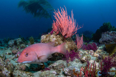 A First Look at the Sea & Sea YS-D3 Duo Strobes