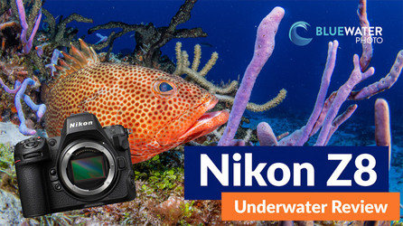 Nikon Z8 Underwater Review