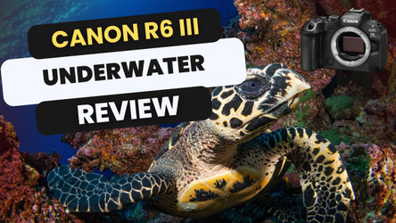 Canon EOS R6 Mark III Underwater Review
