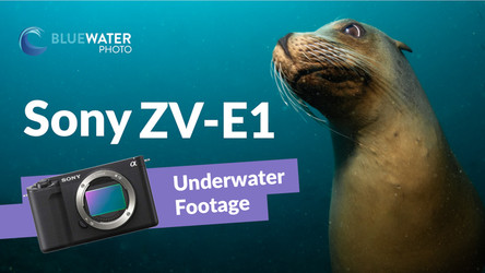 Sony ZV-E1 Underwater Review