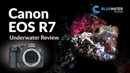 Canon EOS R7 Underwater Review