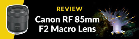 Canon RF 85mm f/2 Macro Lens Review