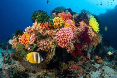 Underwater Photography in Dumaguete: Critters, Reefs and the Right Kit