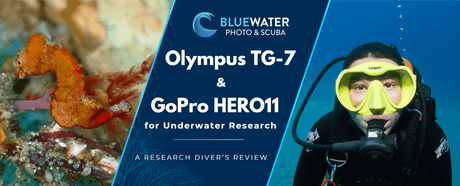 Olympus TG-7 Underwater Macro Photography: A Research Diver’s Review
