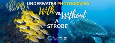 Underwater Photography With vs. Without a Strobe: Is a Strobe Worth It?