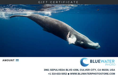 Bluewater Gift Certificate from Bluewater Photo