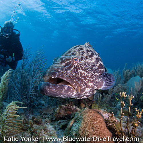  Cuba Underwater Photo & Video Workshop 