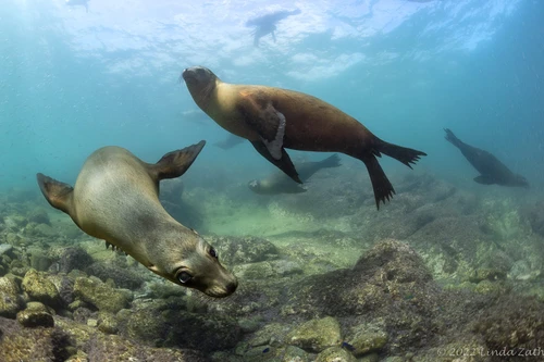 Sea lions playing underwater