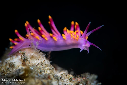 A vibrant nudibranch