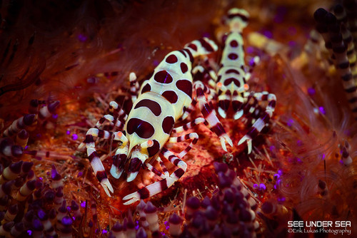  Lembeh Macro Critter Workshop 2026 