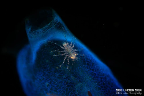  Lembeh Macro Critter Workshop 2026 