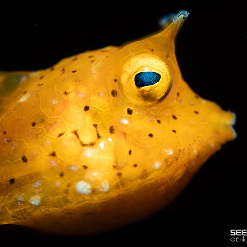 A close up of a yellow fish