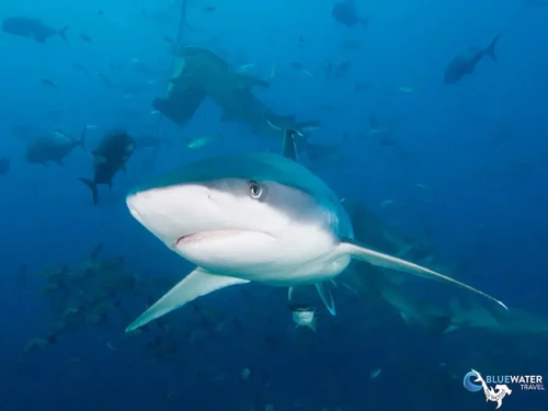 Close up with a shark in Fiji