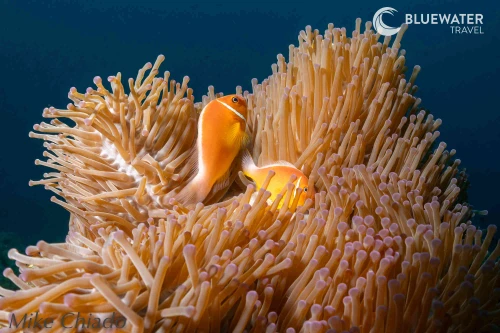  Fiji Soft Coral & Shark Bonanza Photo Workshop Oct 2026 