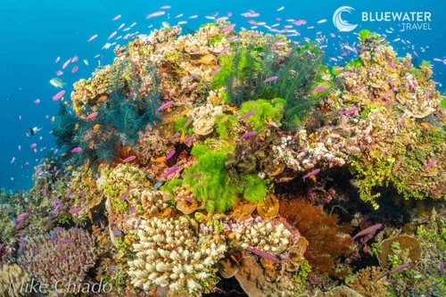  Fiji Soft Coral & Shark Bonanza Photo Workshop Oct 2026 
