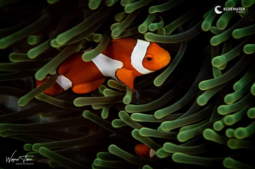 A clownfish in its anemone