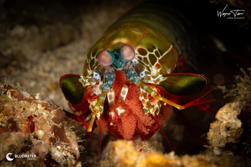 A mantis shrimp stares at the camera