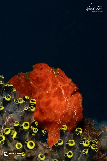  Anilao Philippines Ultimate Photo Workshop December 2026 