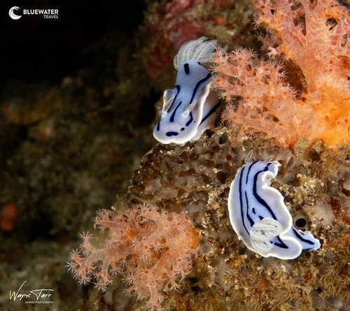  Anilao Philippines Ultimate Photo Workshop December 2026 