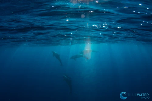  Ultimate Whale Shark & Sea Lion Sea of Cortez Trip 2027 