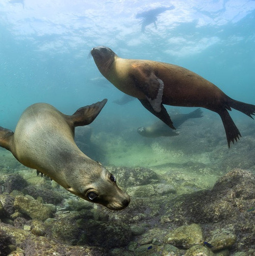 Sea lions playing underwater in La Paz
