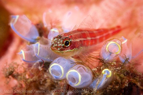  Ultimate Luxury Philippine Resort Group Trip 2026 