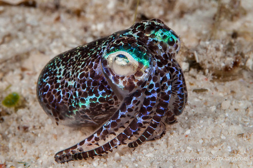  Ultimate Luxury Philippine Resort Group Trip 2026 