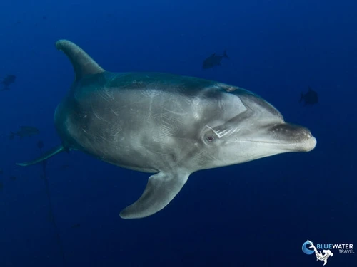  Socorro Warm Water Pelagic Trip 2026 