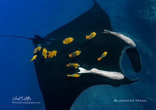  Socorro Warm Water Pelagic Trip 2026 