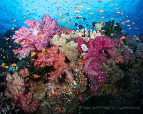  Fiji Ultimate 10-night Soft Coral Wide-Angle Liveaboard Trip 2027 