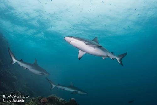  Fiji Ultimate 10-night Soft Coral Wide-Angle Liveaboard Trip 2027 