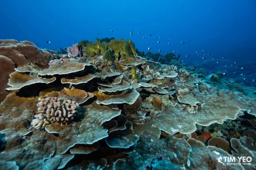  Fakarava Grouper Spawning Trip June 2027 