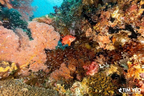  Raja Ampat Biodiversity Bonanza December 2027 