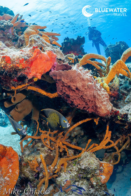  Super All-Inclusive Cozumel Group Trip 2026 