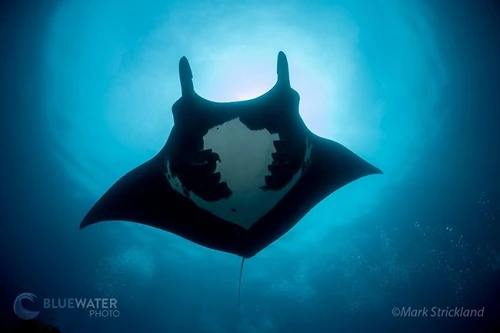  Halmahera Remote Indonesia Liveaboard Trip August 2027 