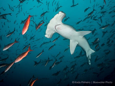 A hammerhead shark