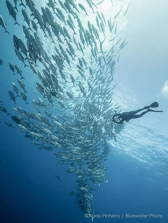  Cocos Pelagic Expedition 2027 