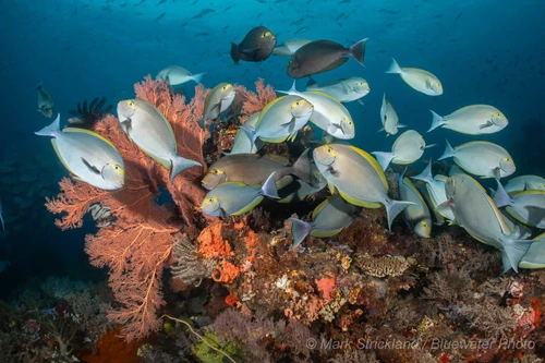  Raja Ampat Luxury Liveaboard Photo Workshop 2027 