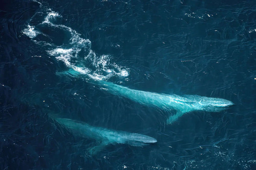  Indian Ocean Blue Whales March 2025 