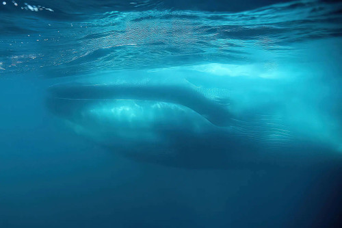  Indian Ocean Blue Whales March 2025 