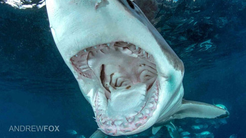  Australia Great White Sharks Dec 2025 